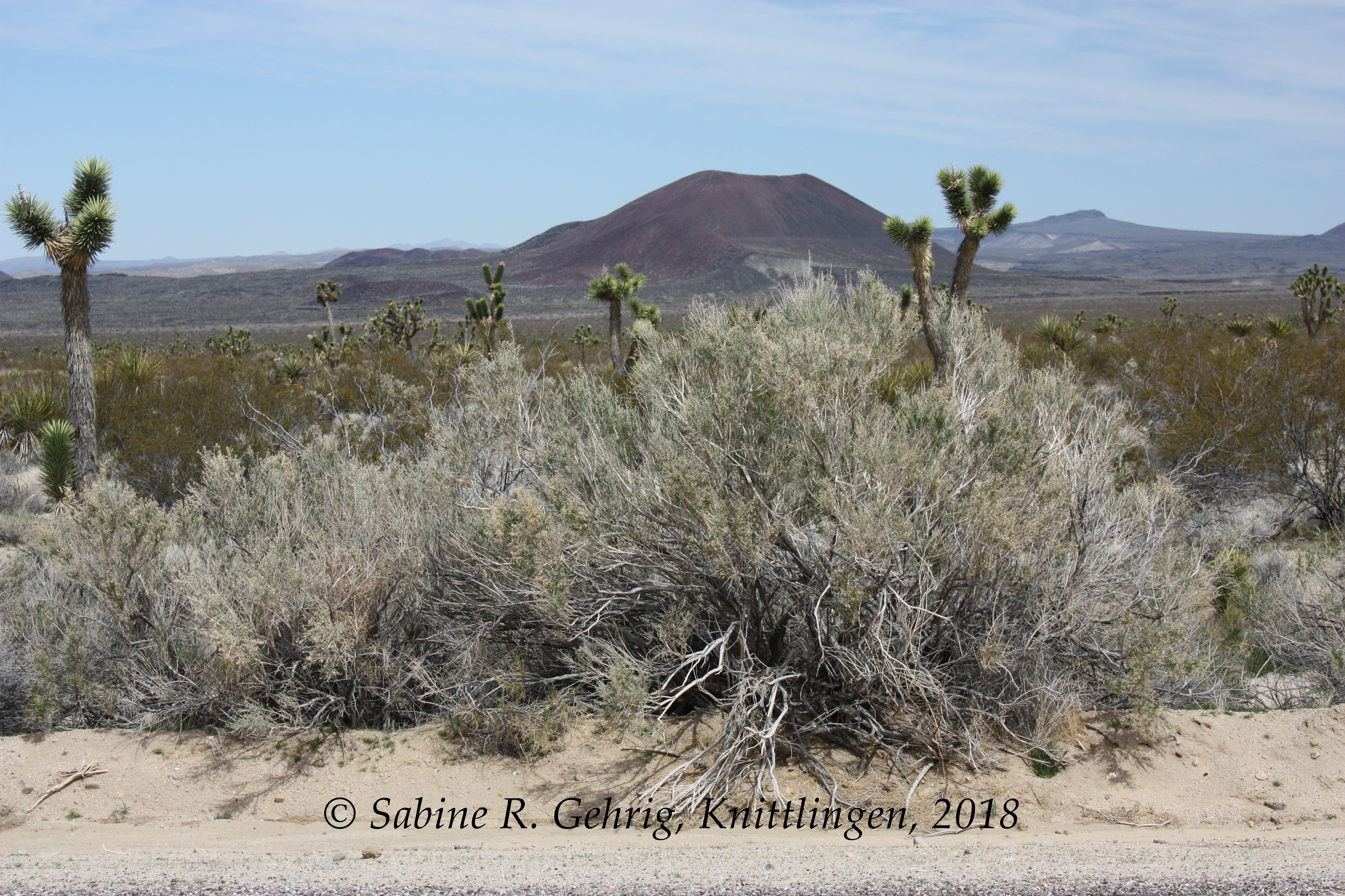 IMG_0180-Mojave NPres - Kelbaker Rd. - Cinder Cone - Joshua Tree