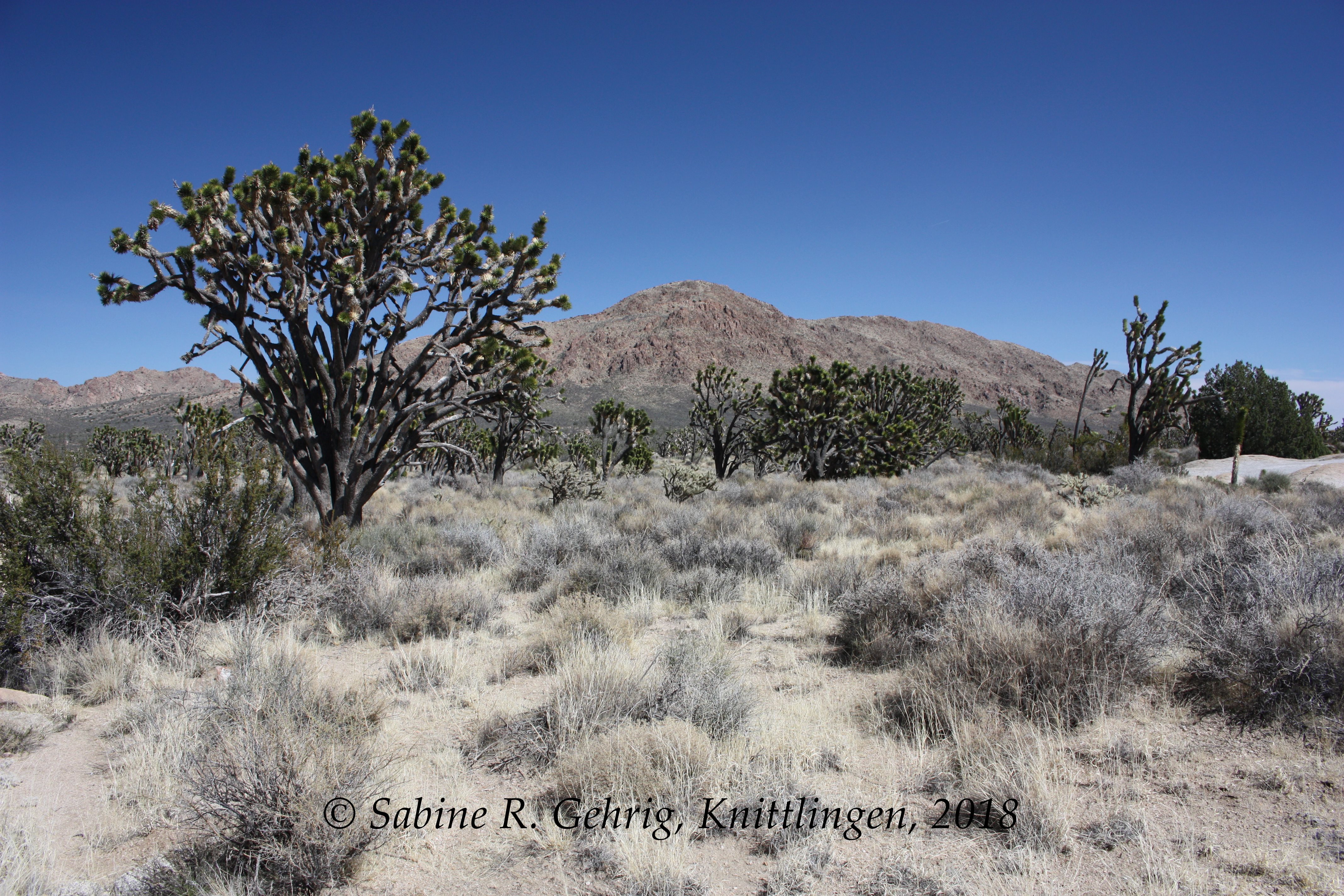 IMG_0241-Mojave NPres - Teutonia Peak Trail - Joshua Trees u. Cima Dome