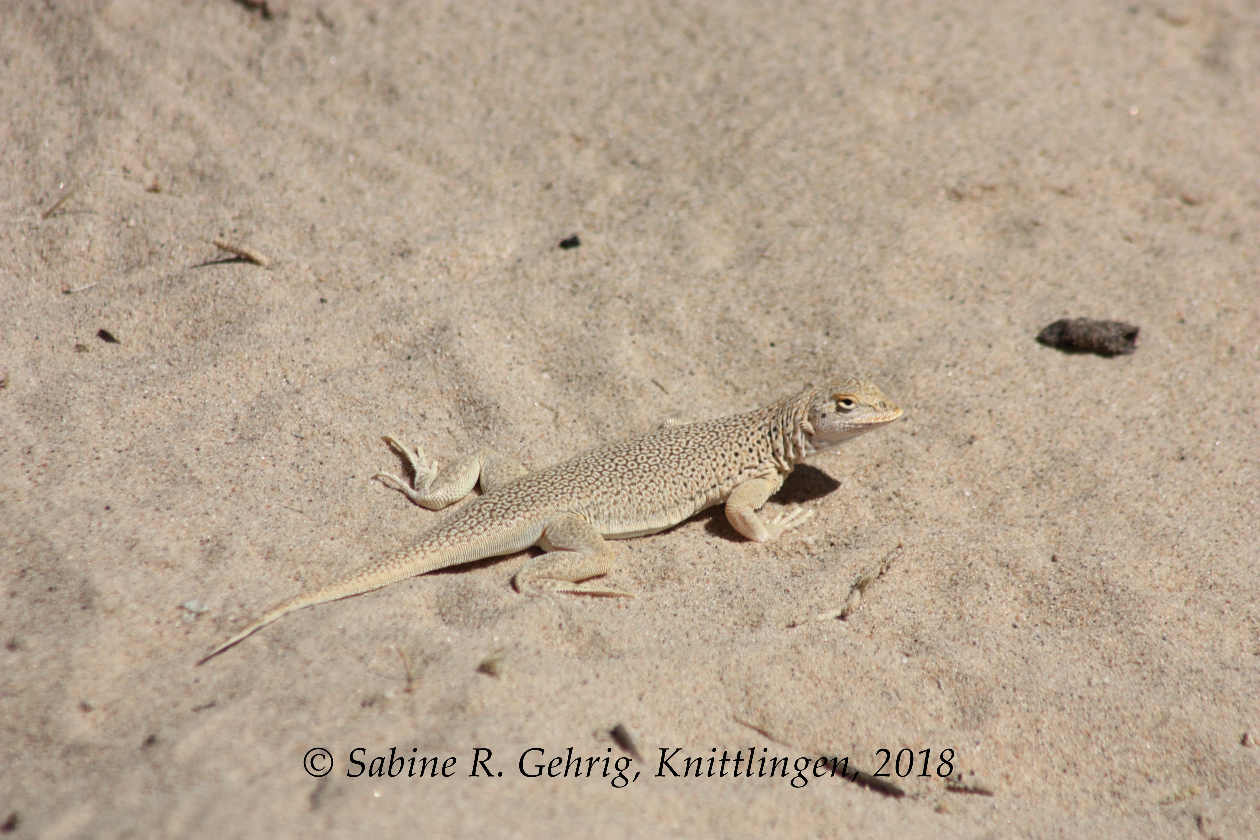 IMG_0323-Mojave NPres - Kelso Dunes - Lizzard