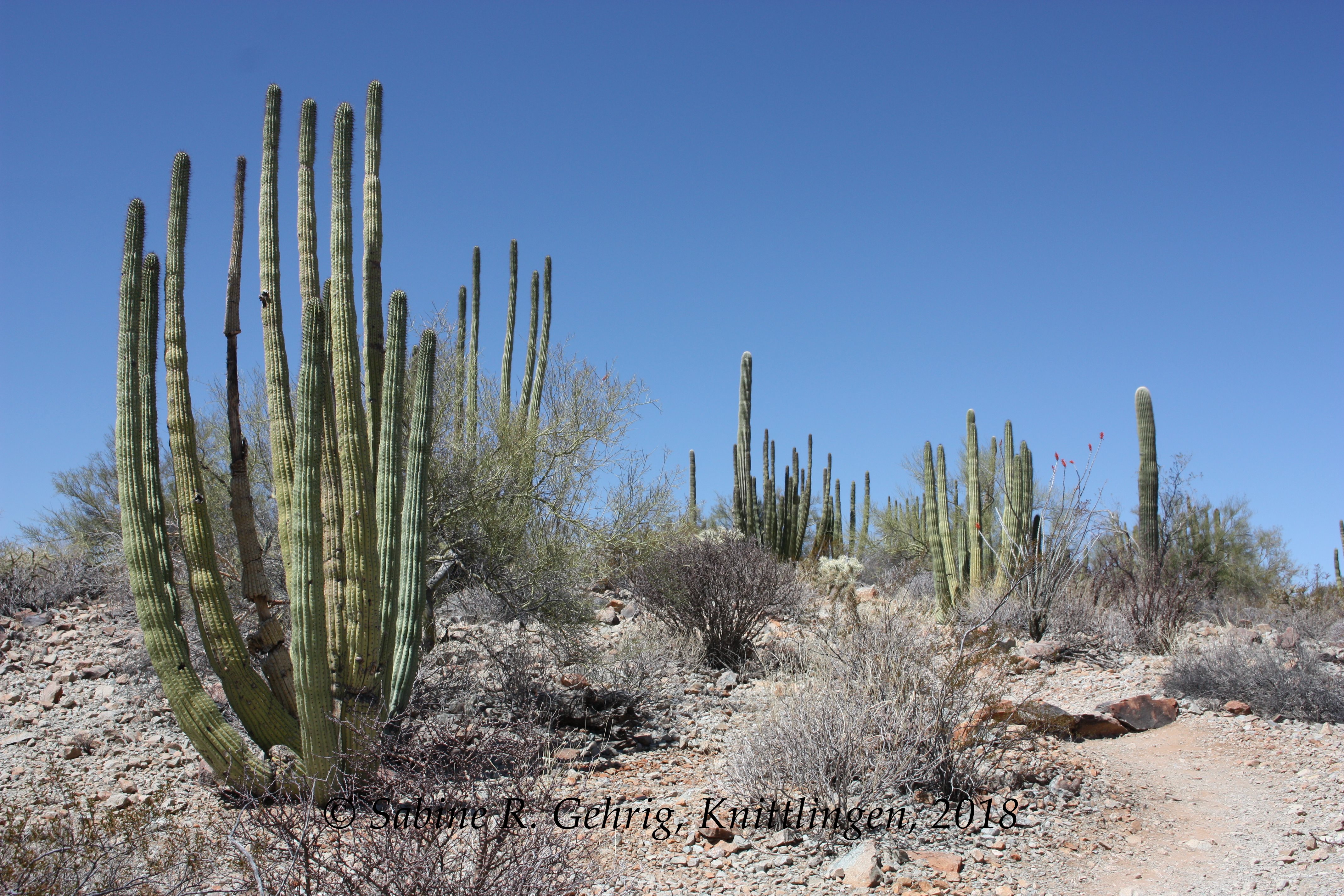 IMG_0460-ORPI - Desert View Trail - Organ Pipes