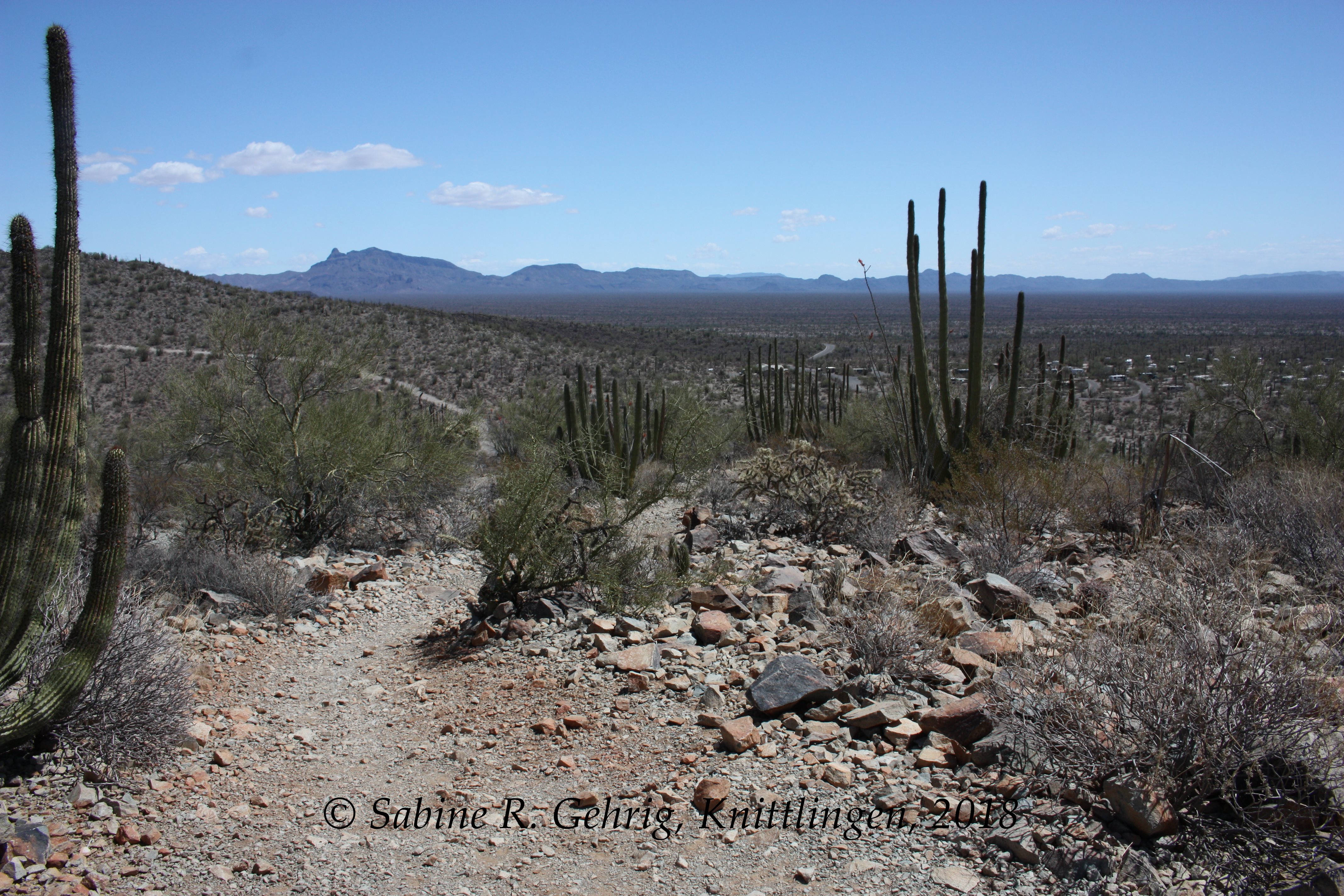 IMG_0464-ORPI - Desert View Trail - Organ Pipes - Blick nach Osten