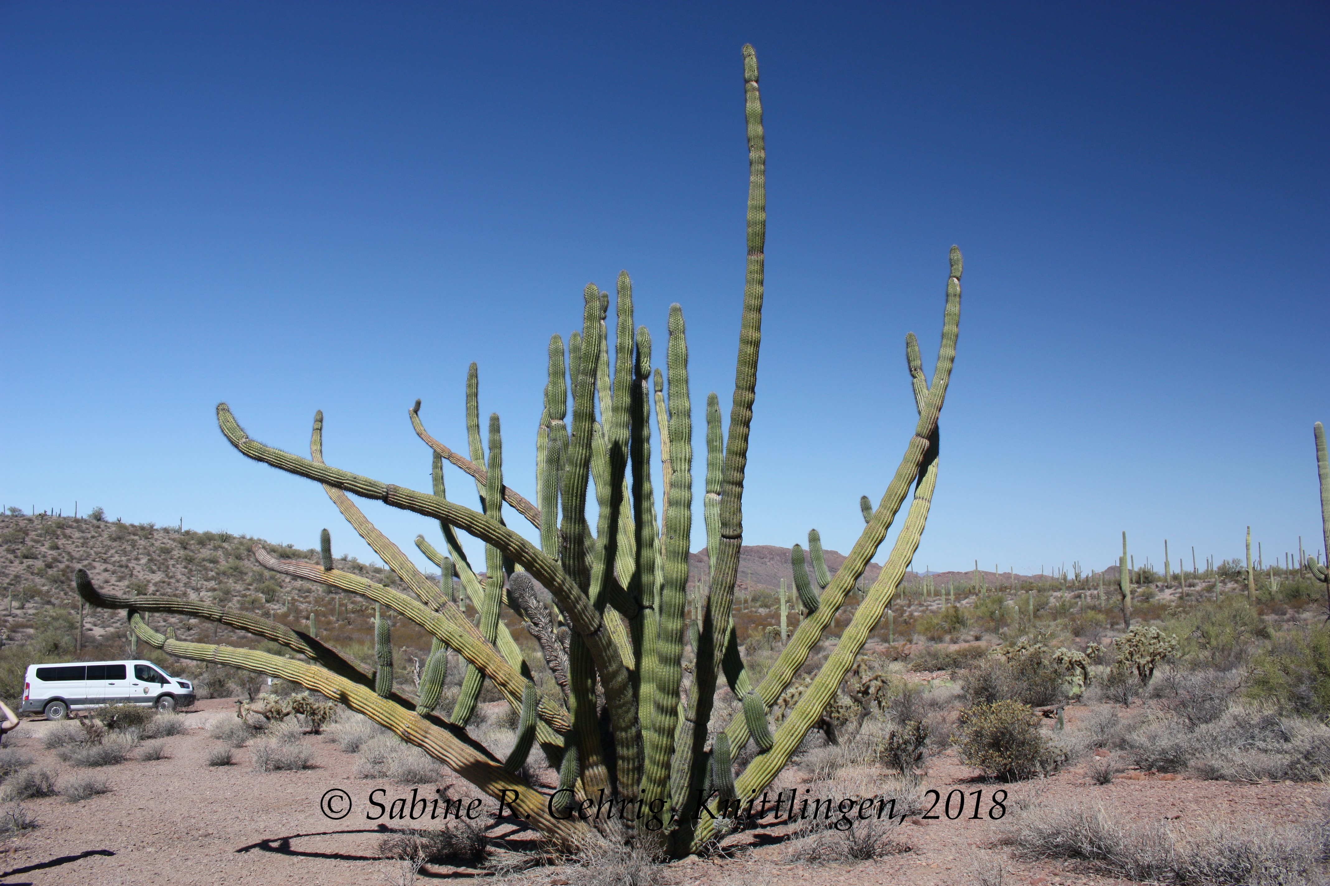 IMG_0533-ORPI - Ajo Mtn. Drive - Organ Pipe