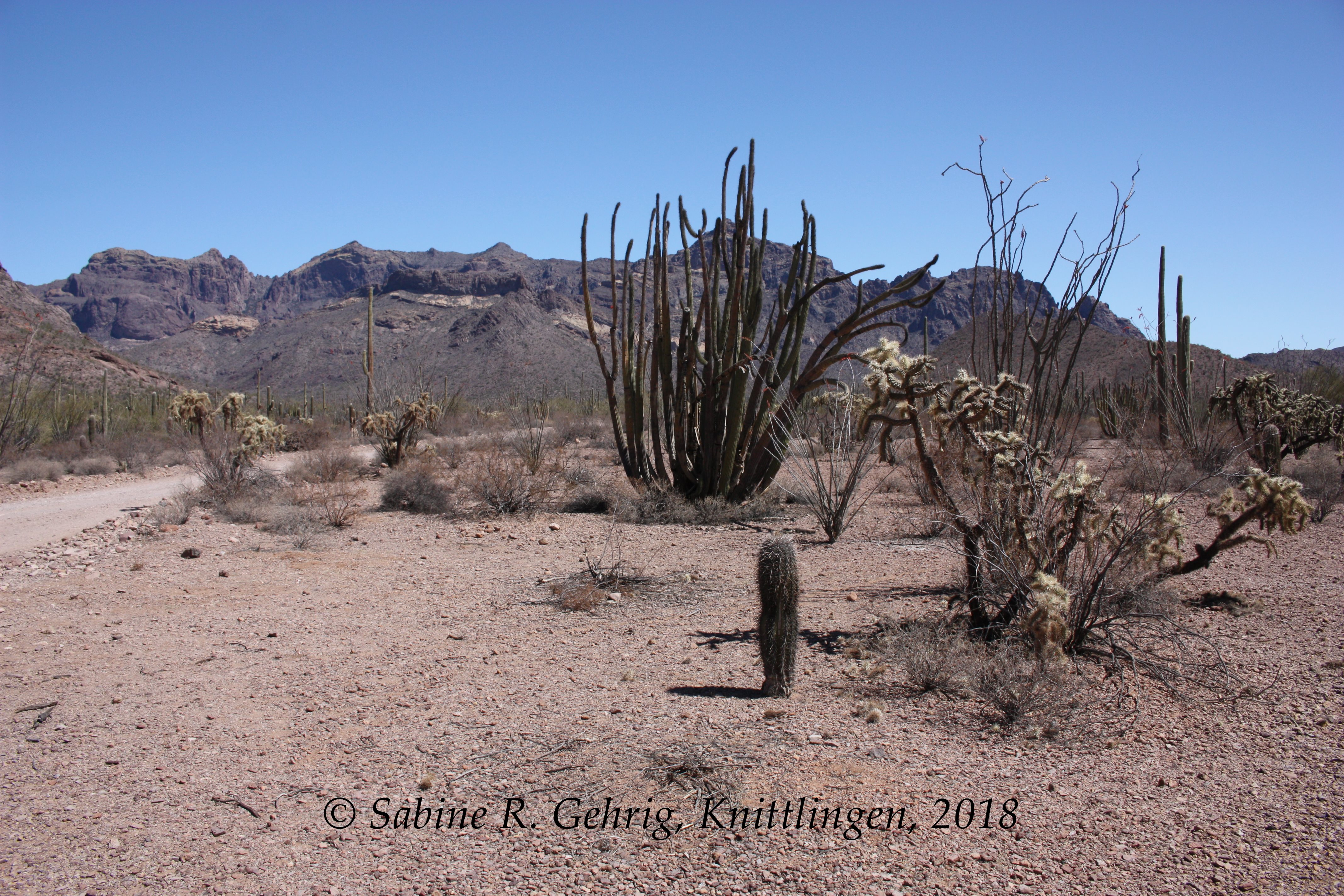IMG_0547-ORPI - Ajo Mtn. Drive - versch. Orgn Pipe-junger Saguaro-Jumping Cholla-Ocotillo