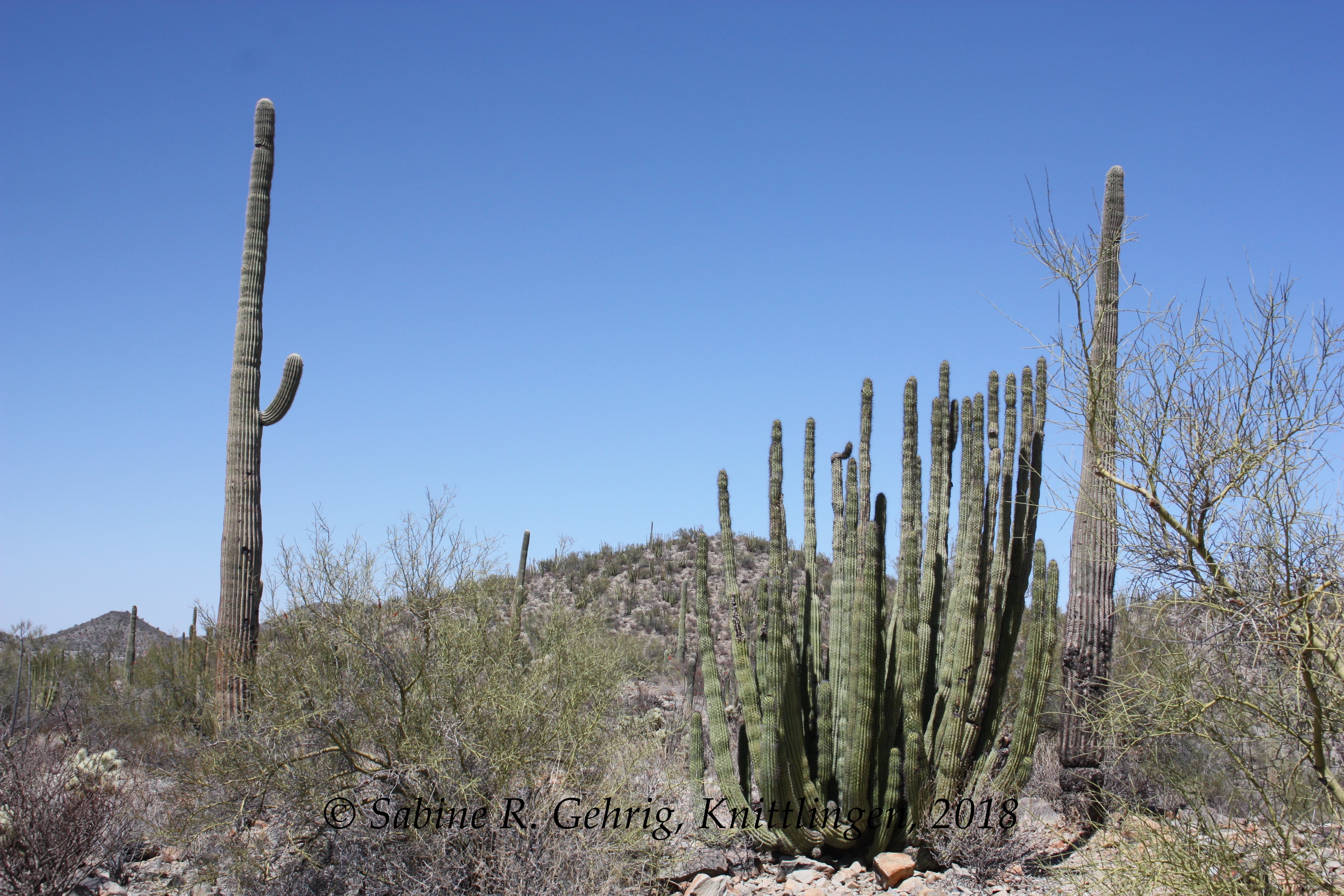 IMG_0466-ORPI - Desert View Trail - Organ Pipe u. Saguaro