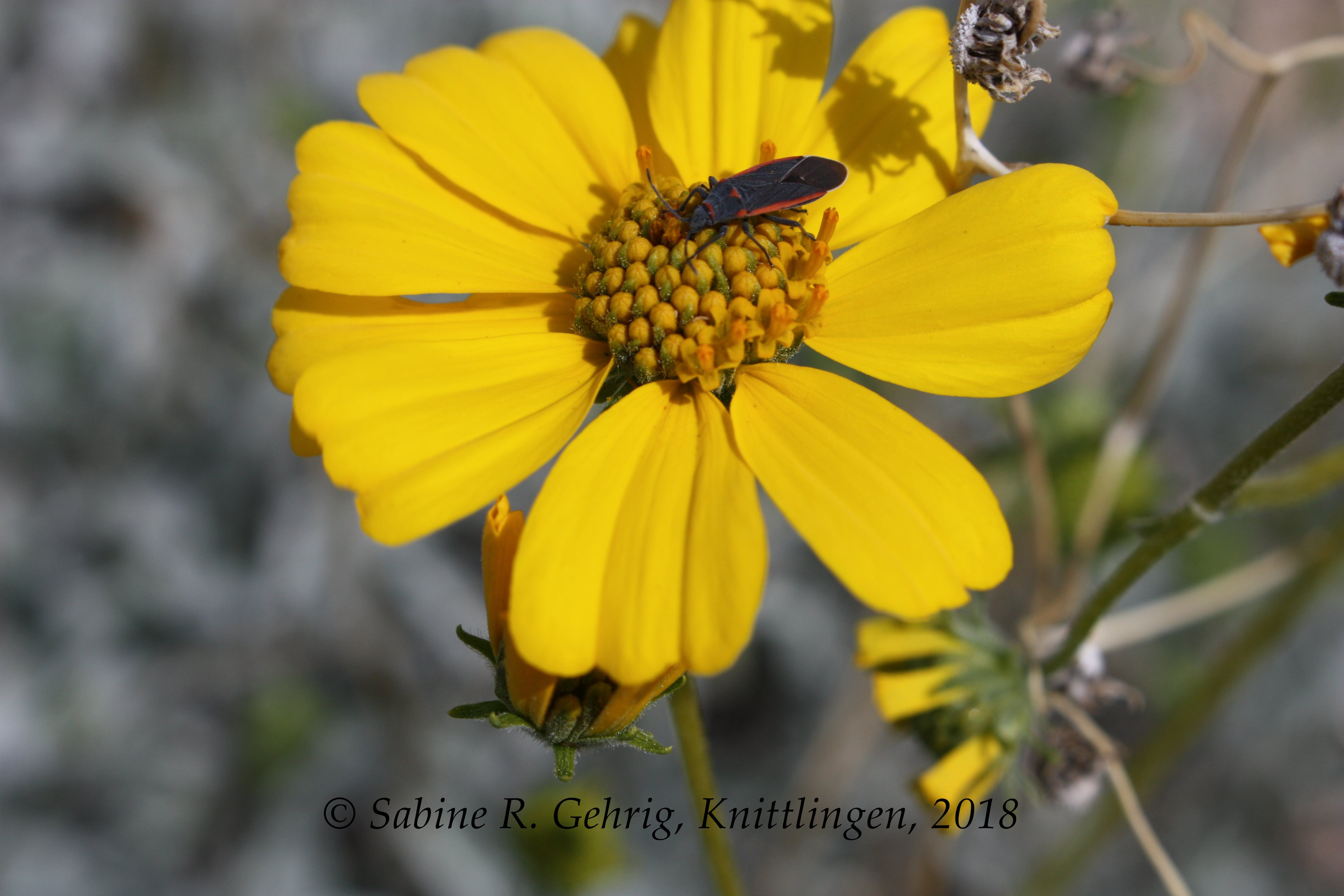 IMG_0767-Saguaro NP East - Loop Dr. - Brittlebush Blüte mit Insekt