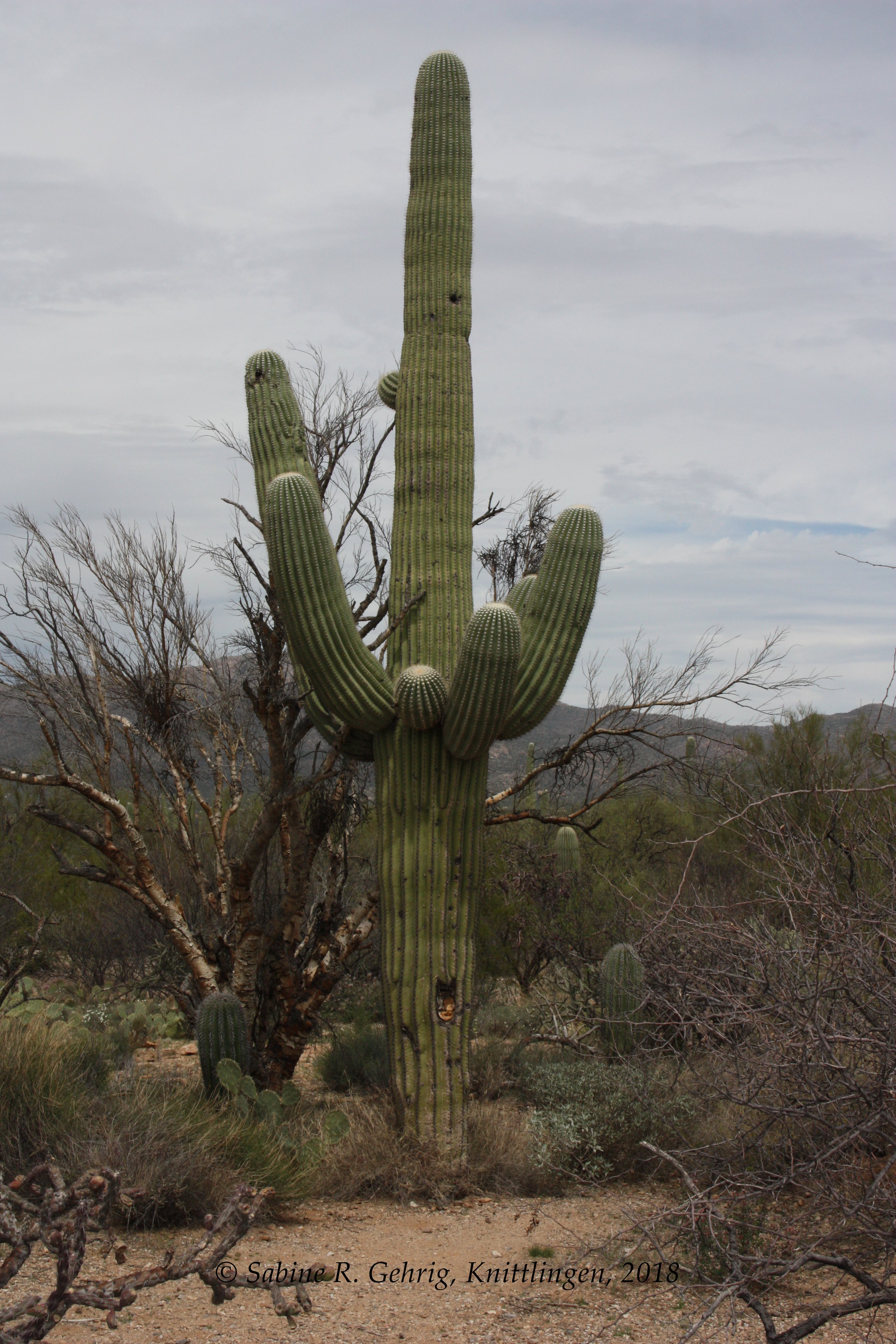 IMG_0792-Saguaro NP East - Loop Dr. - Mica Picknick Area - Saguaro ca. 65-70 J.