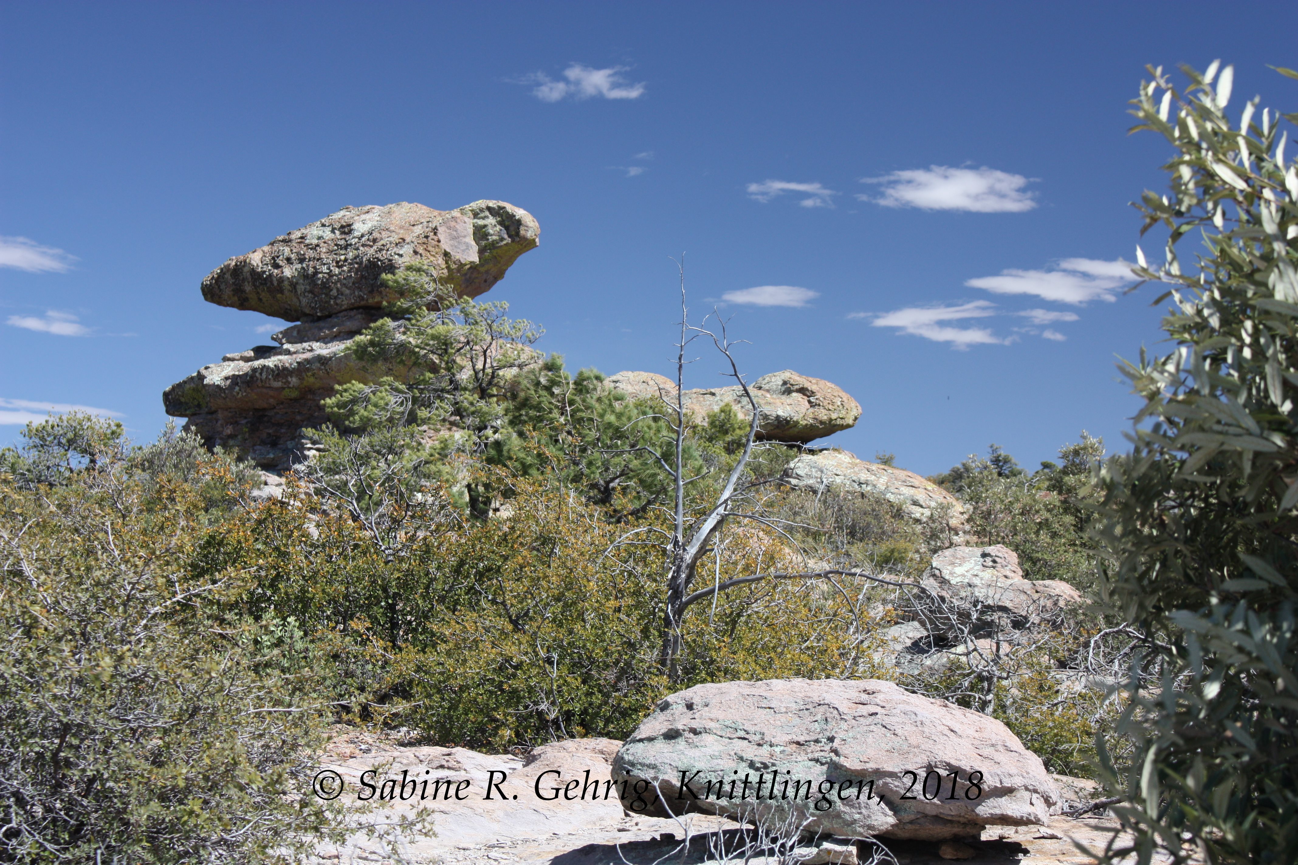 IMG_0898-Chiricahua NM - Echo Canyon Trail - Taube u. Krokodil