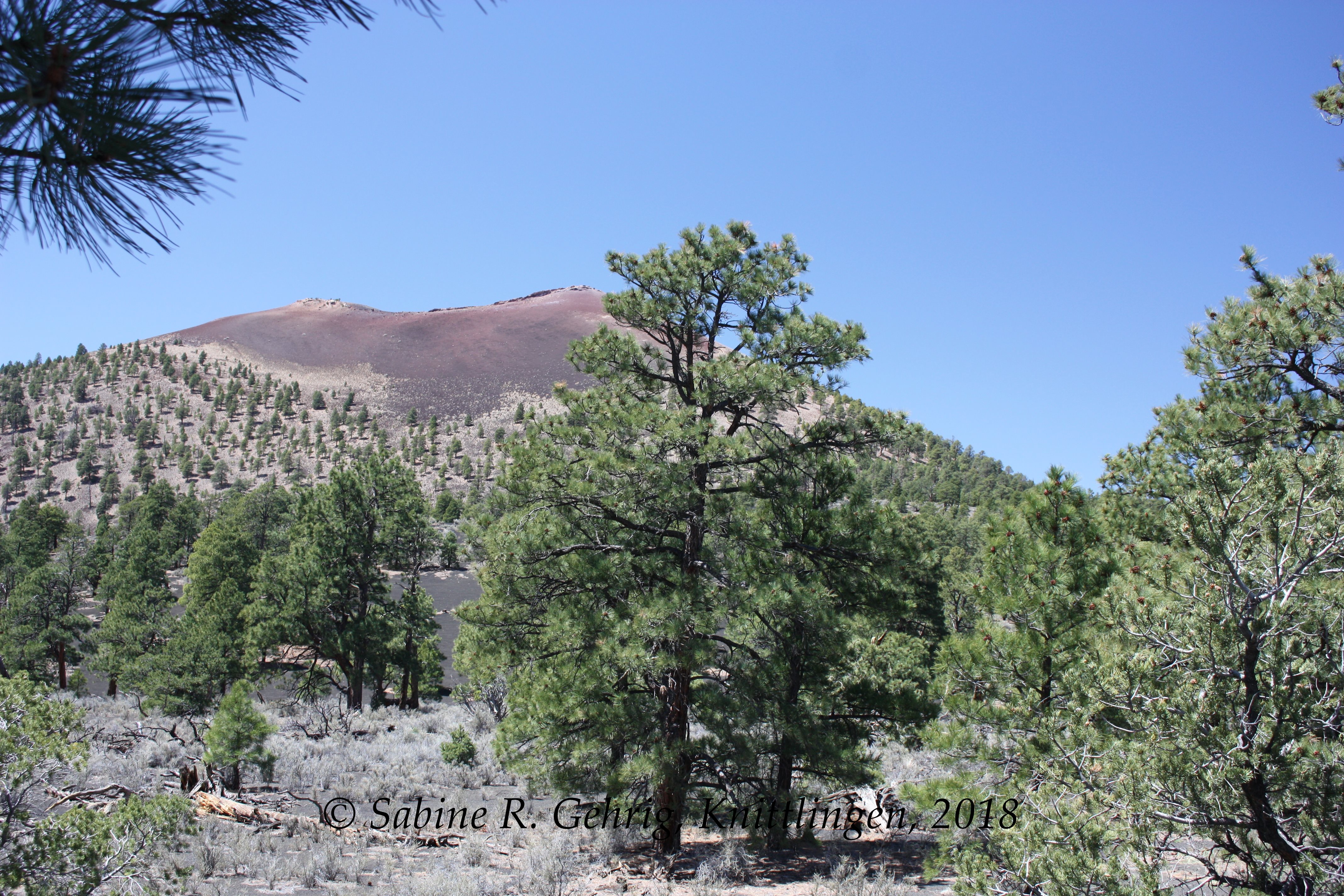 IMG_1956-Sunset Crater NM - Sunset Crater - Osteite