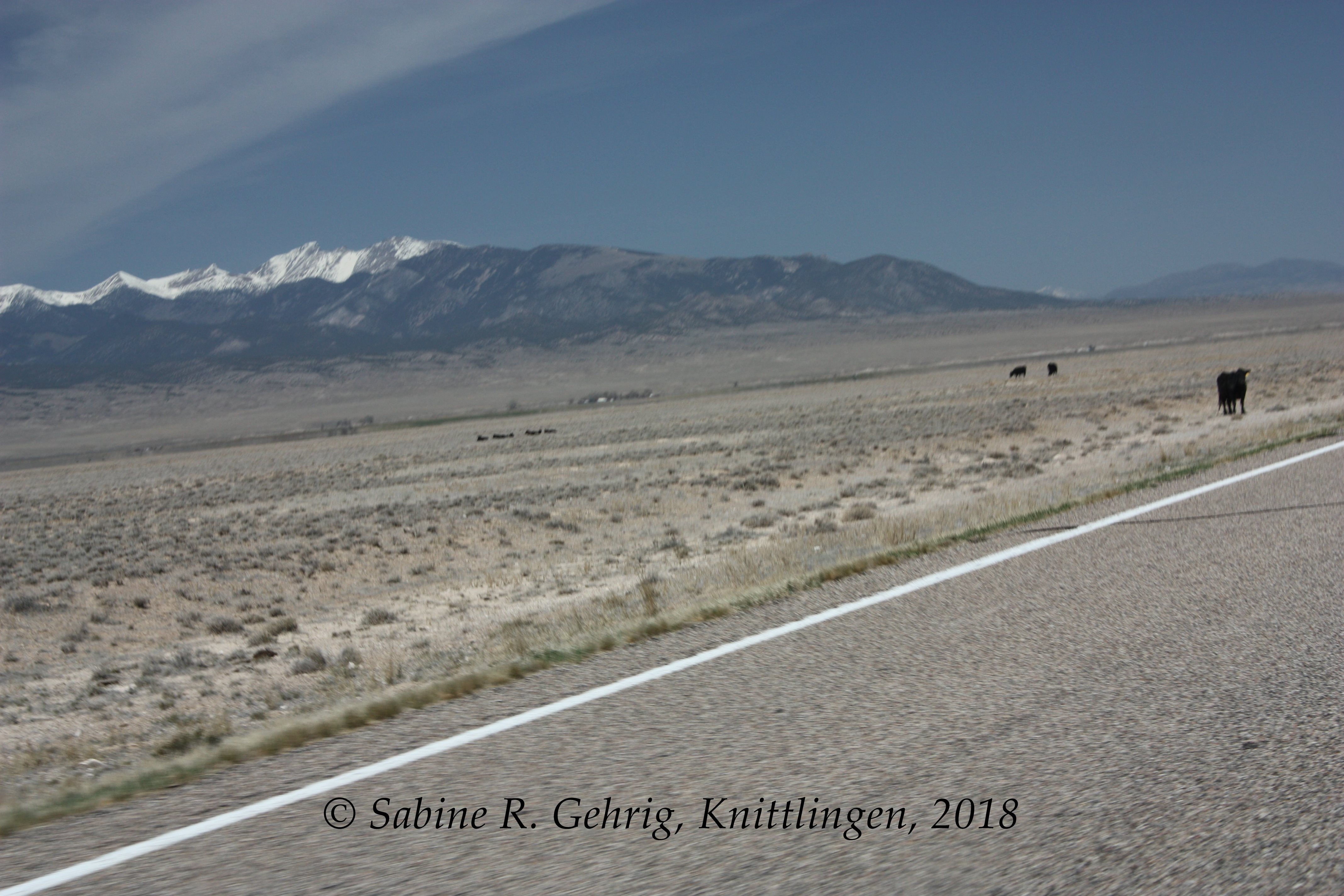 IMG_2652-UT 21 - Snake Range mit Great Basin NP - mit Kuh