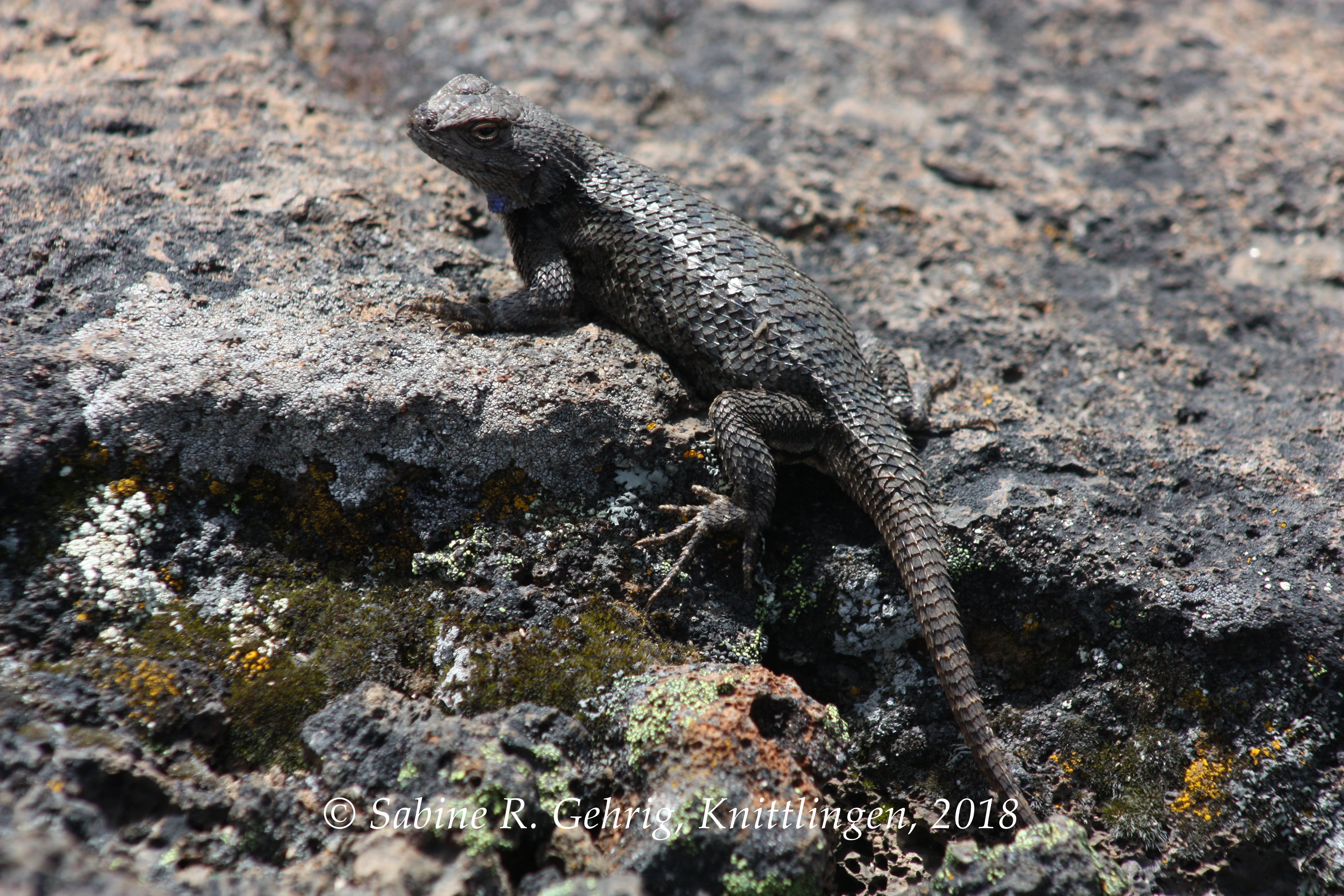 IMG_8029-Lava Beds NM - Black Crater Trail - Eidechse