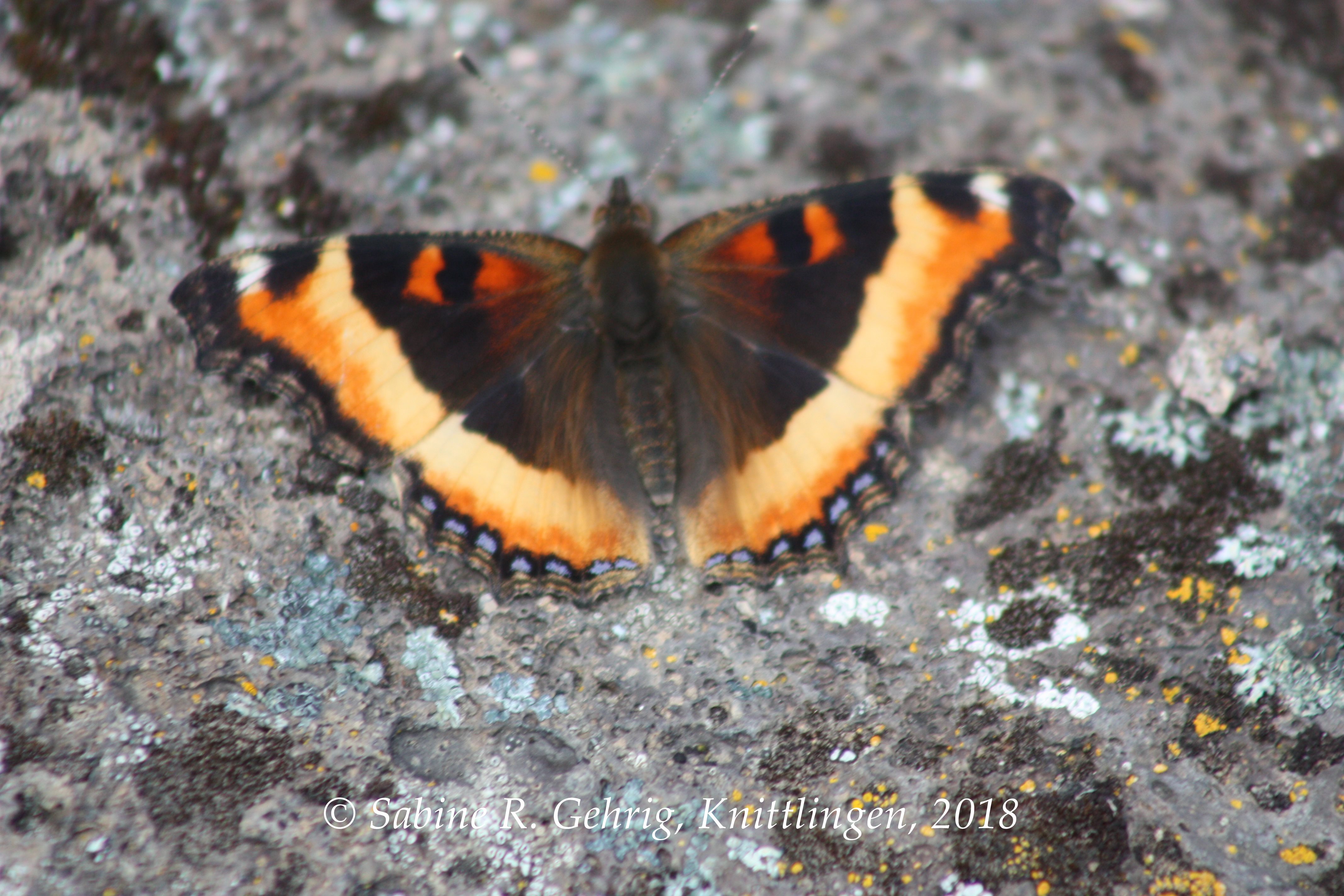 IMG_8049-Lava Beds NM - Canbys Cross - Schmetterling