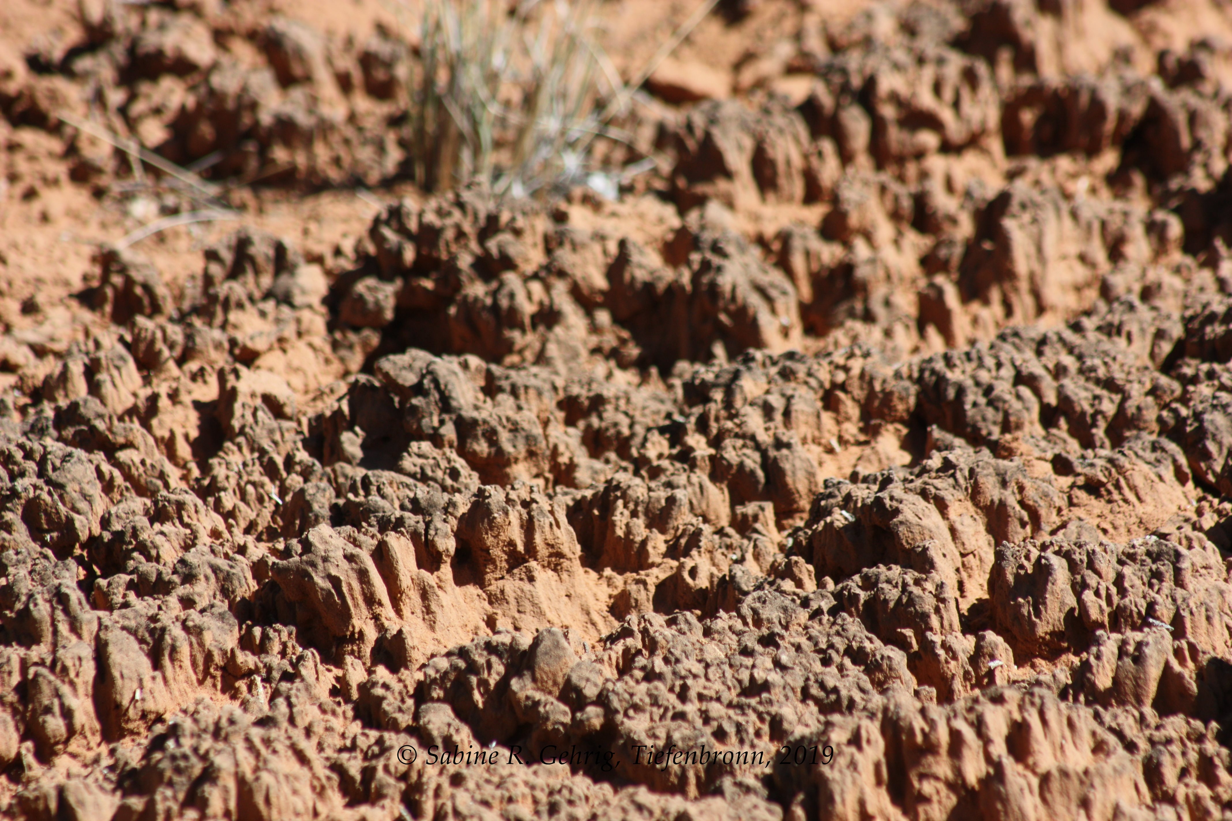 IMG_2433-Kodachrome Basin SP - Grand Parade Trail - Cryptobiotic Soil - sehr nah