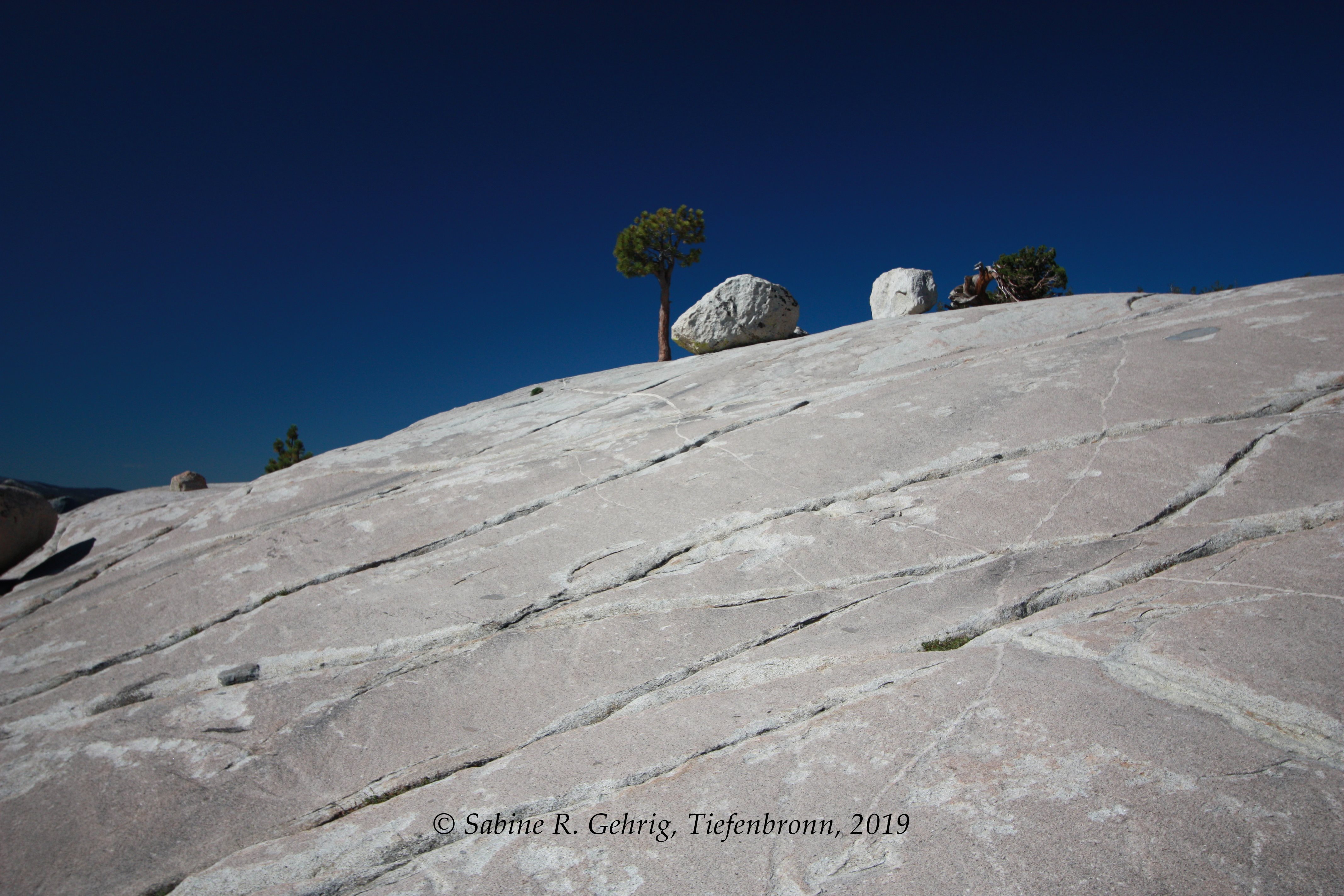 IMG_0124-Yosemite NP - Olmsted Point - einsamer BAum im Fels