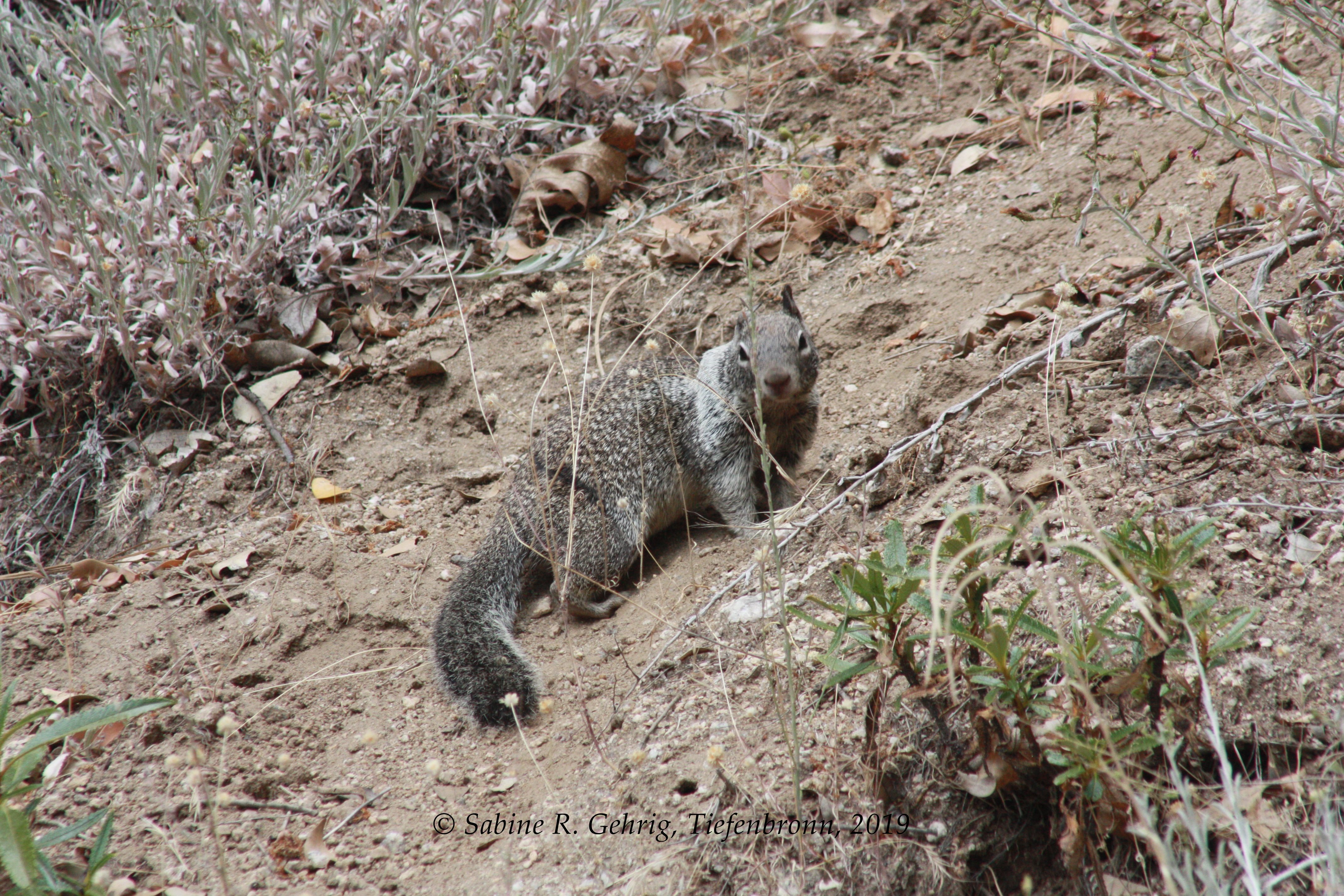 IMG_0762-Yosemite NP - Hetch Hetchy - Wapama Falls Trail - Rückweg - Squirrel