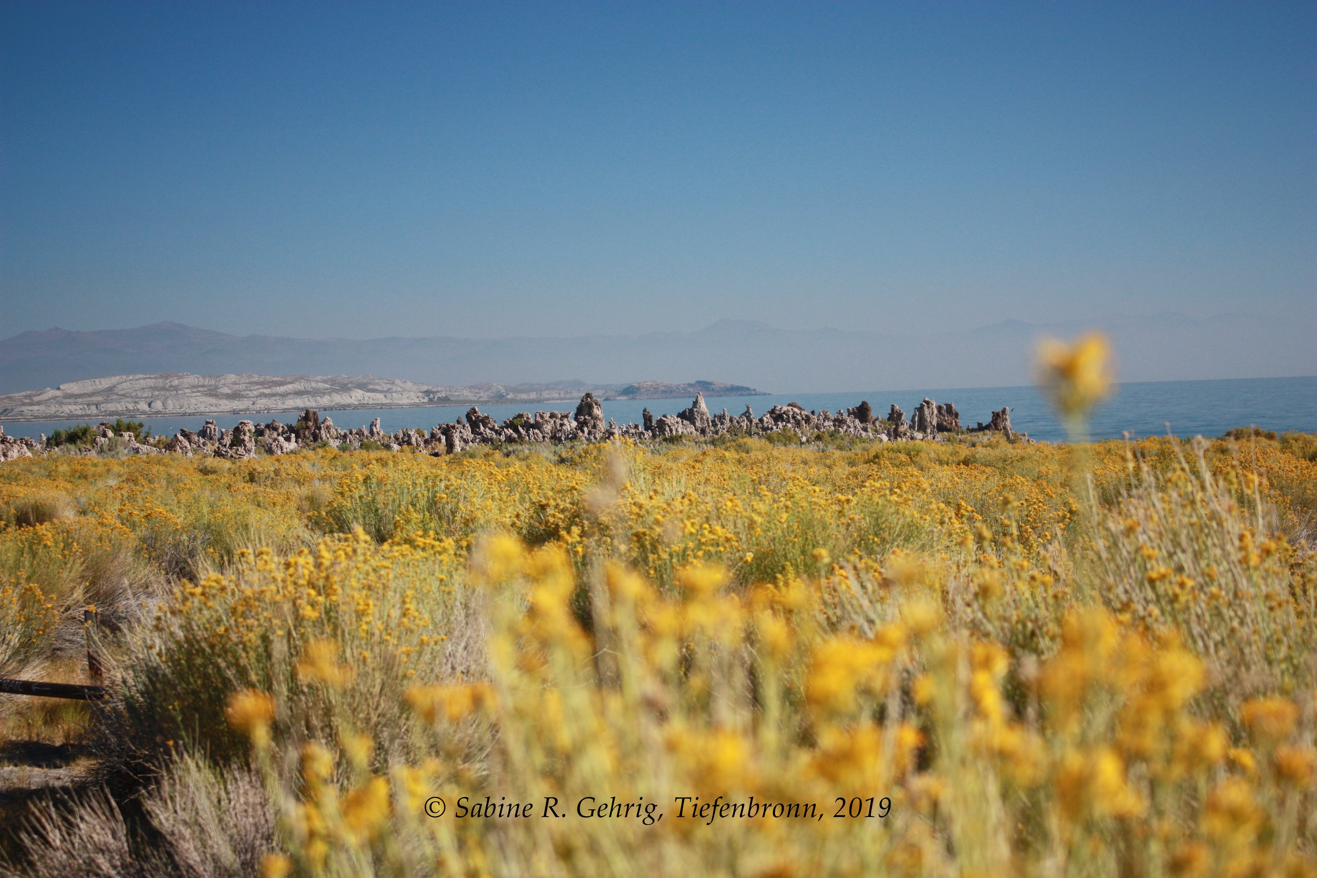 IMG_9762-Mono Lake - South Tufa Trail - Rabbitbrush - in Ferne Tufa