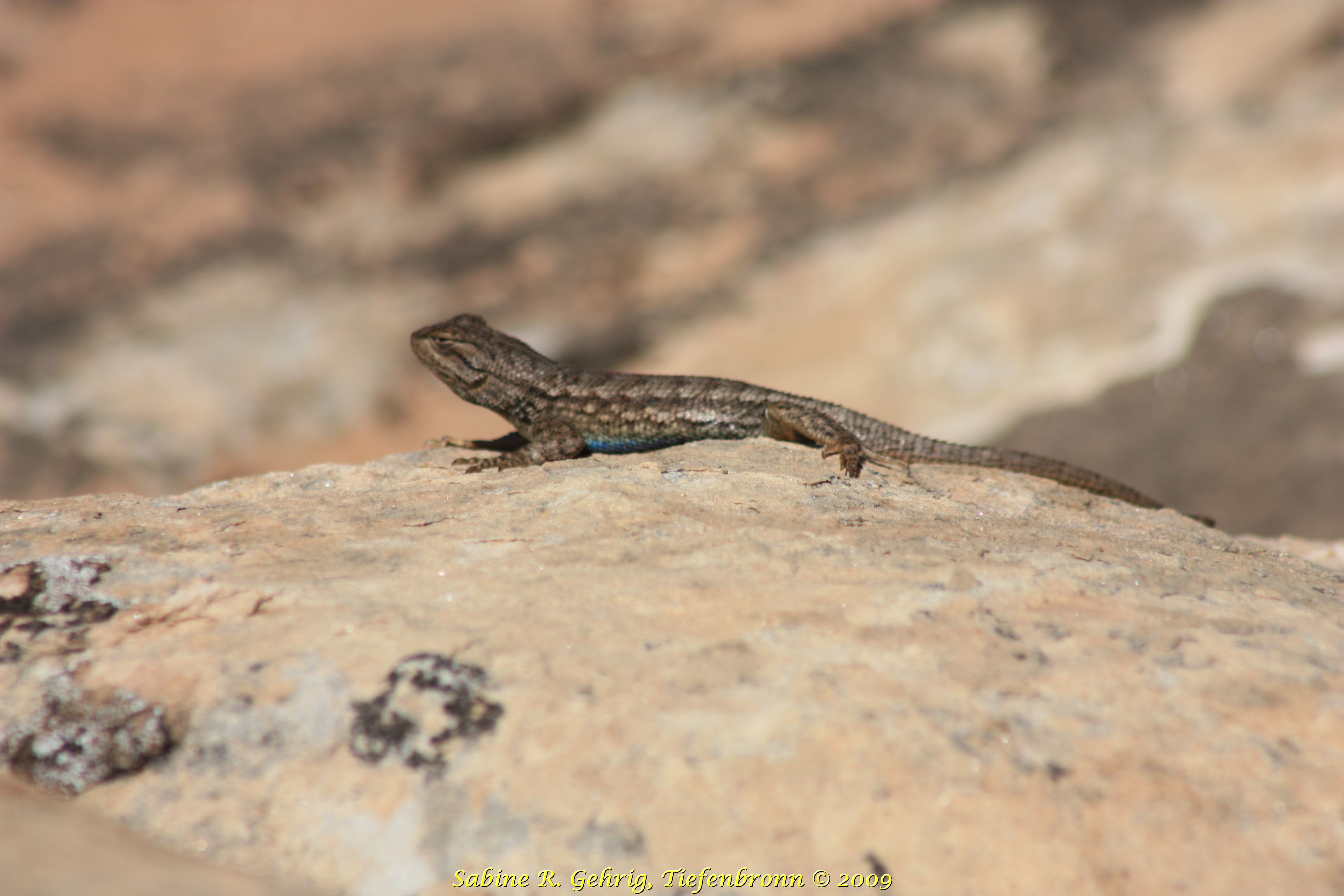 IMG_0317 - Canyonlands NP The Needles - Pothole Point - Lizard Blauer Bauch