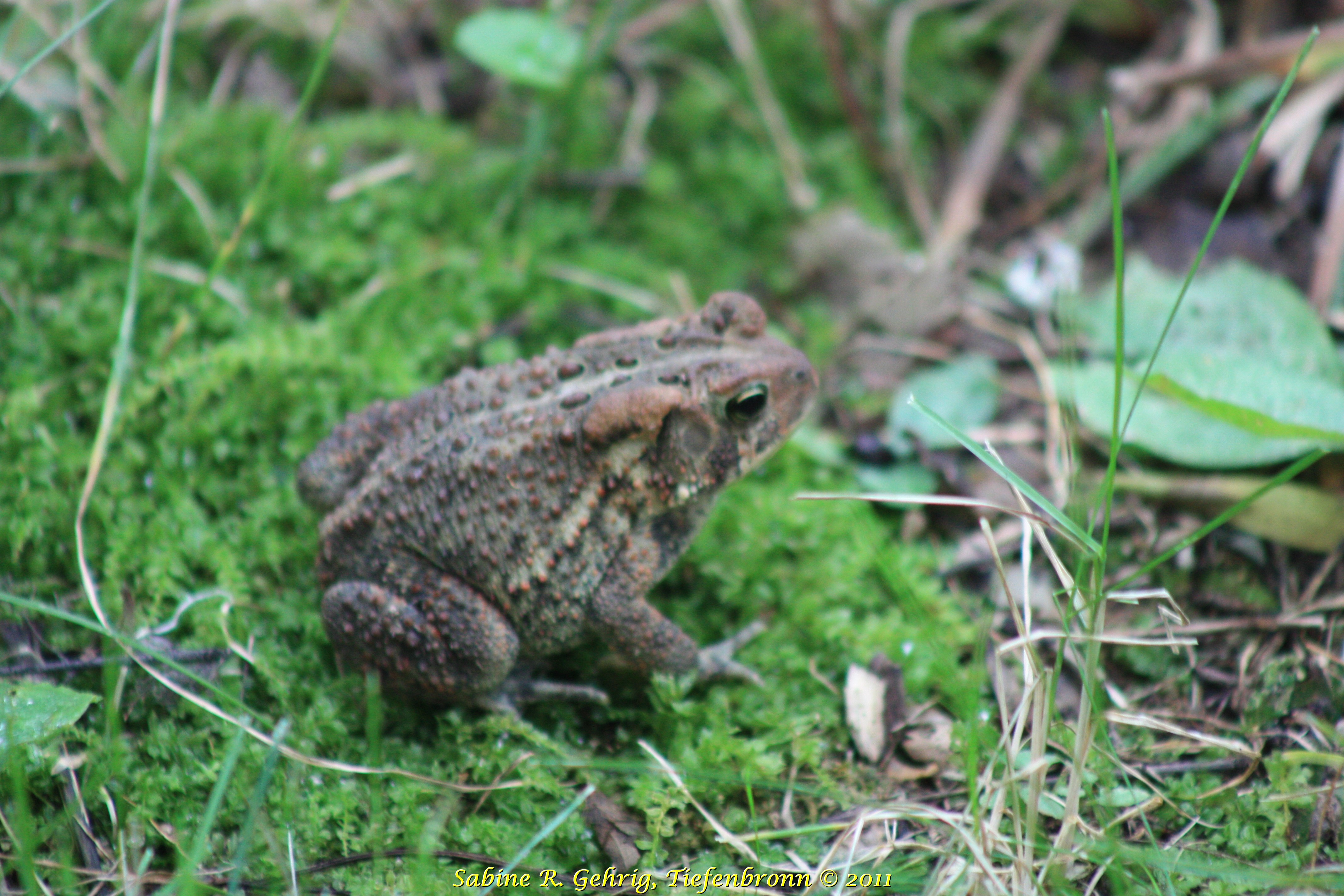 IMG_1922 - EMNM - Fire Point Trail - FRosch am Wegesrand