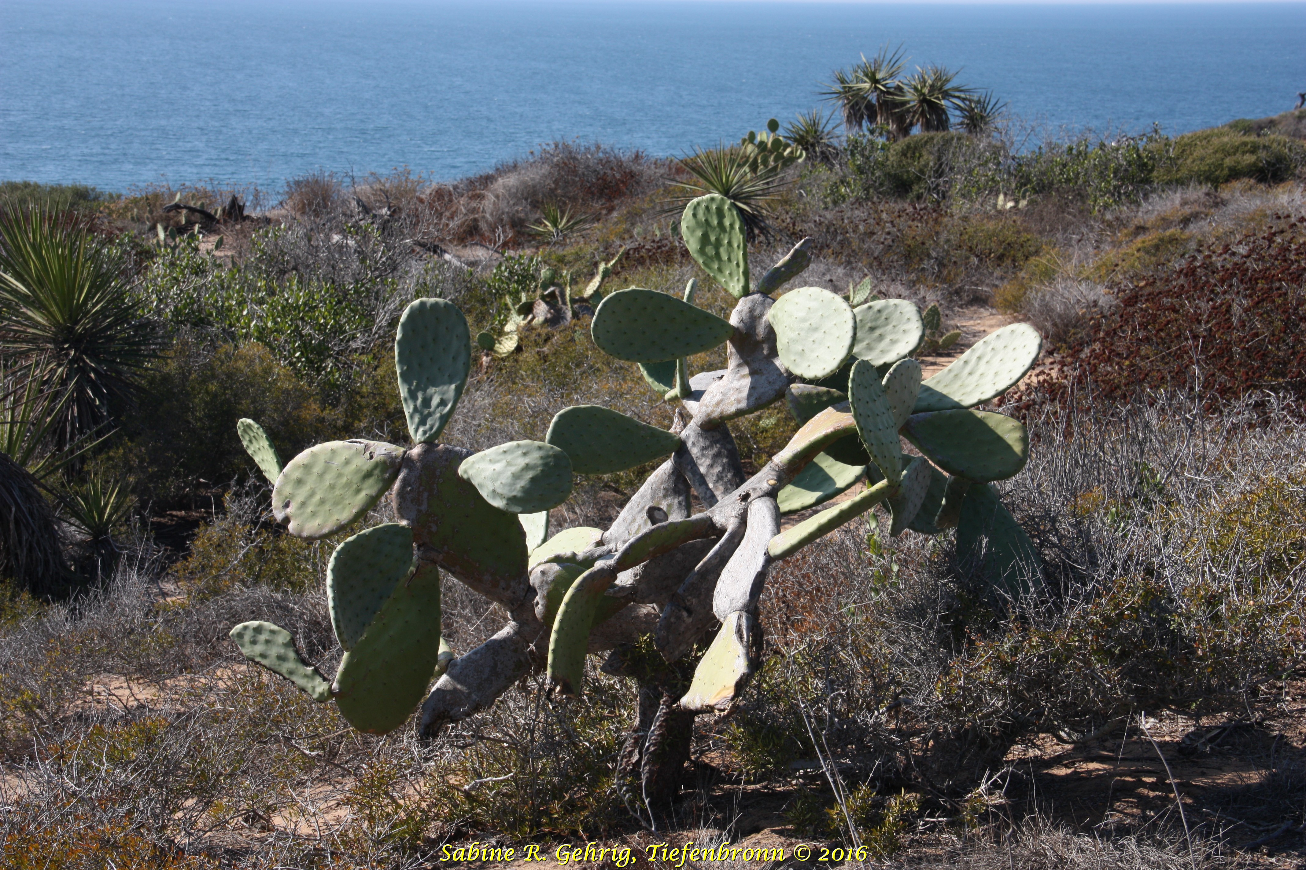 IMG_6693 - Torrey Pines SPres. - Razor Point Trail - Opuntie nah