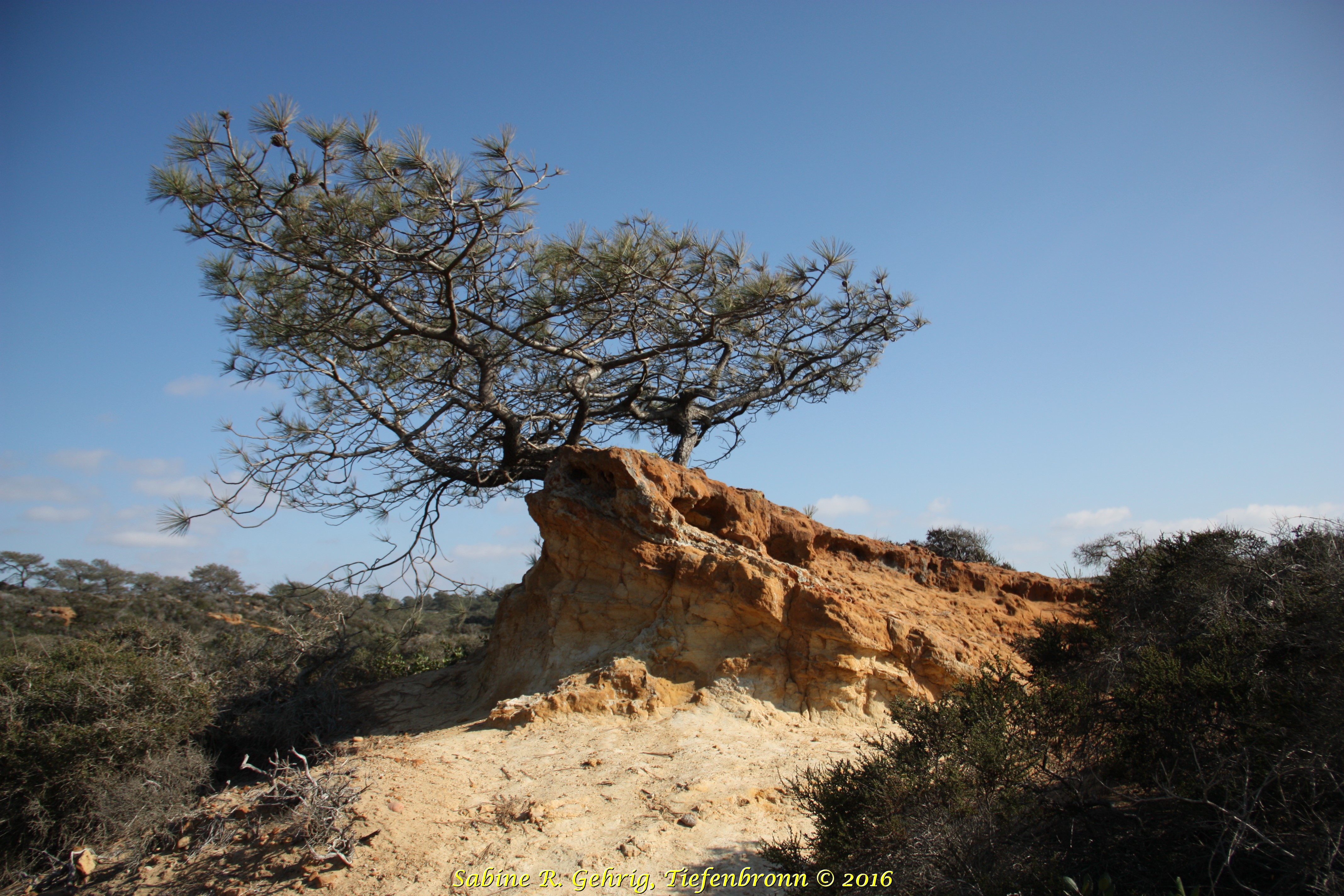 IMG_6722 - Torrey Pines SPres. - Razor Point Trail - Pinetree auf Felsen