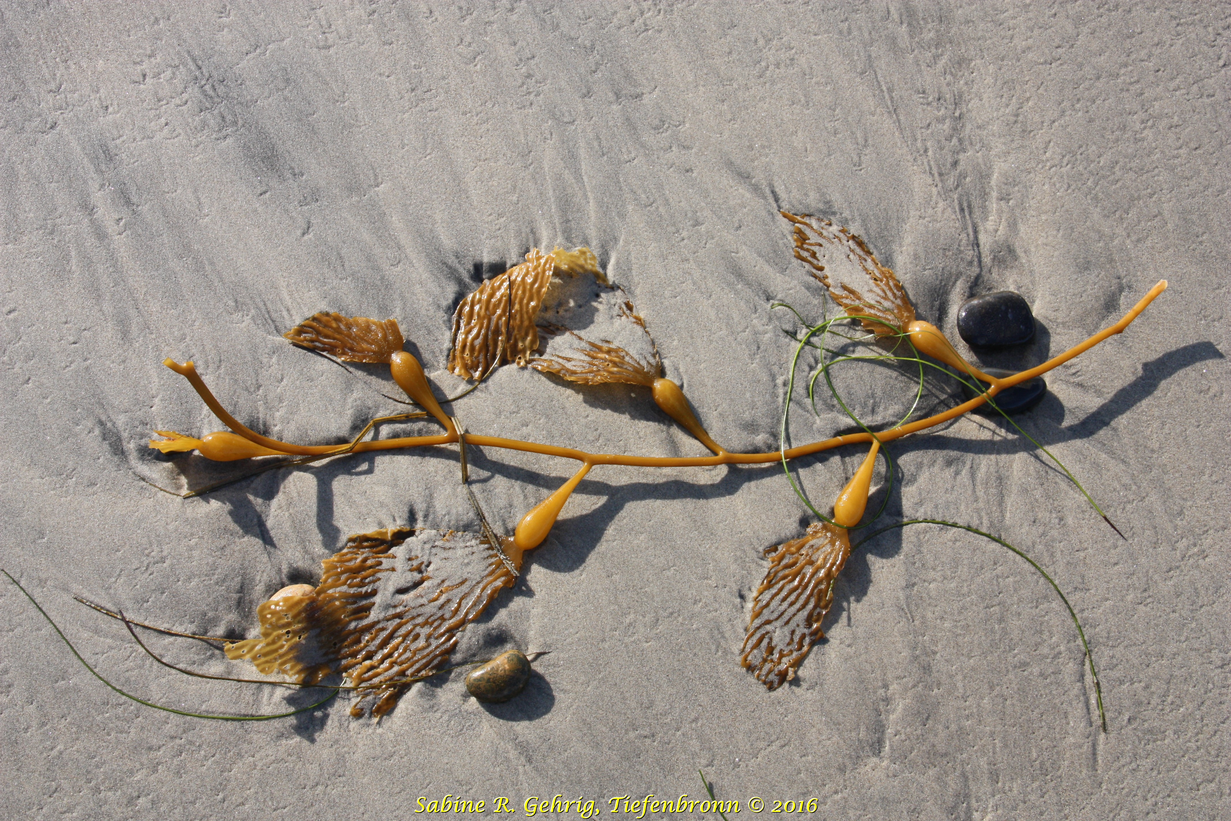 IMG_6878 - Torrey Pines SPres. Strand - Kelpast mit schwarzem Stein