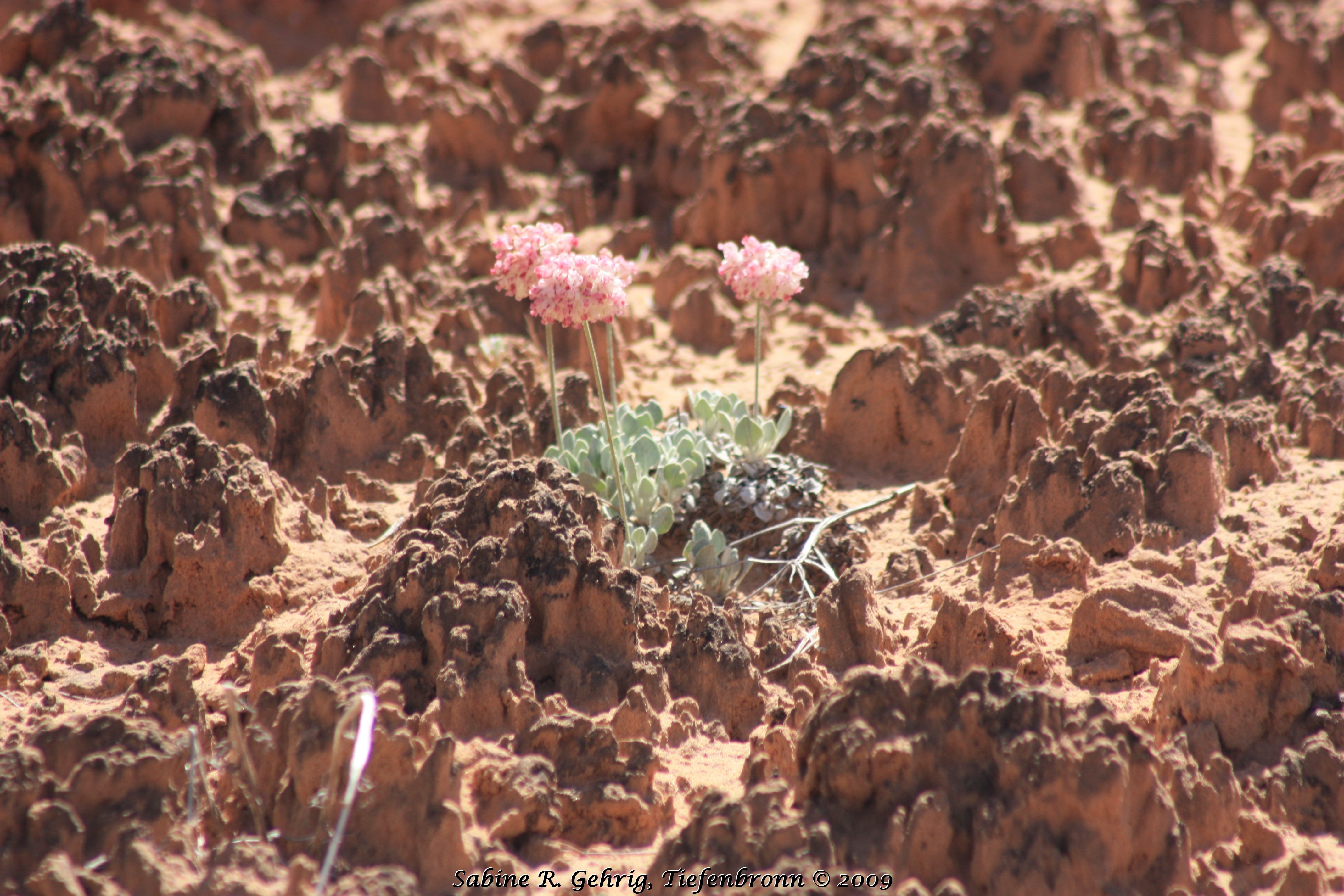 IMG_0540 - Canyonlands NP - Island Sky - Mesa Arch Trail - Living Soil nah - zartrosa Blume