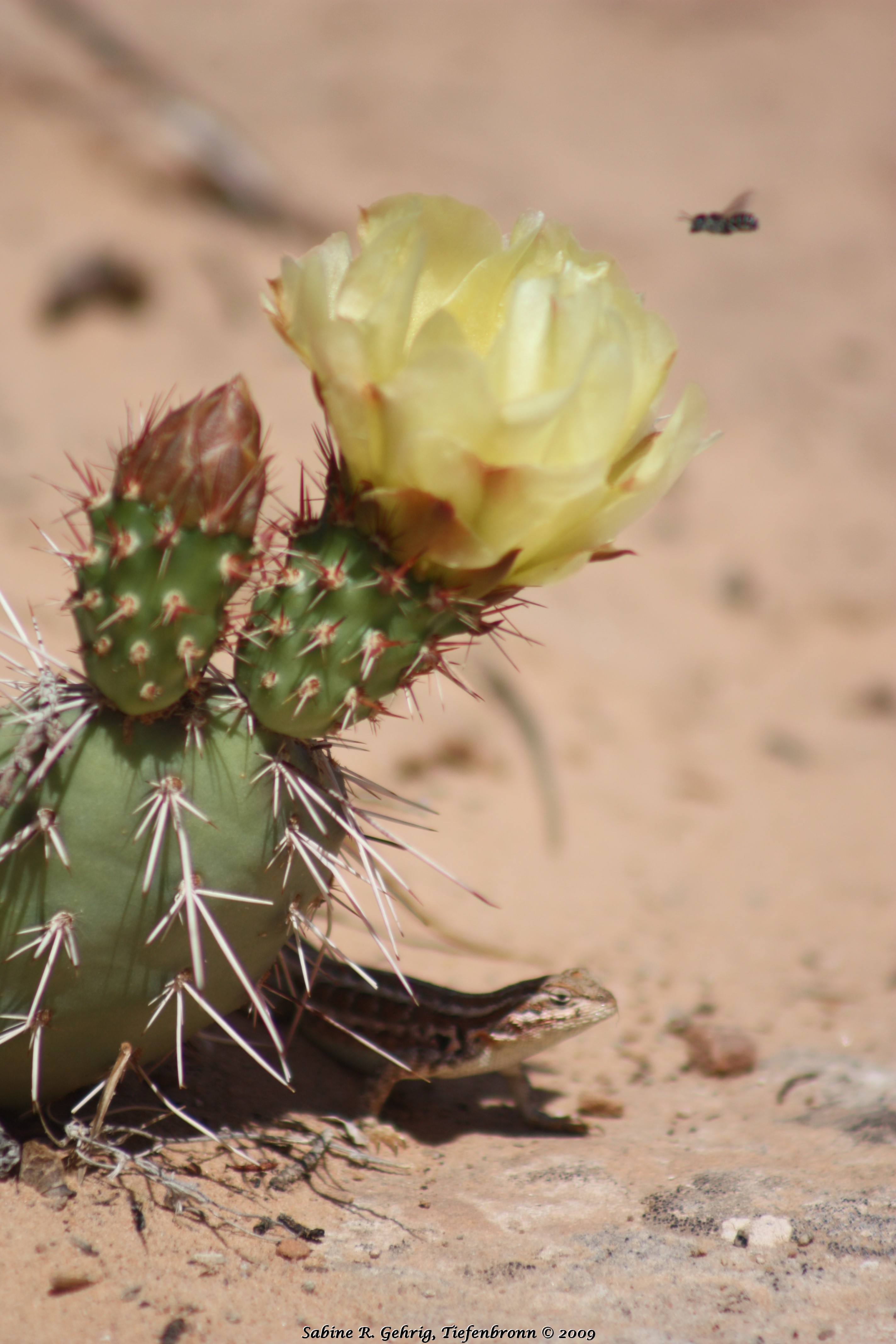 IMG_0544 - Canyonlands NP - Island Sky - Mesa Arch Trail - gelber Prickle Pear Cactus u. Eidechse