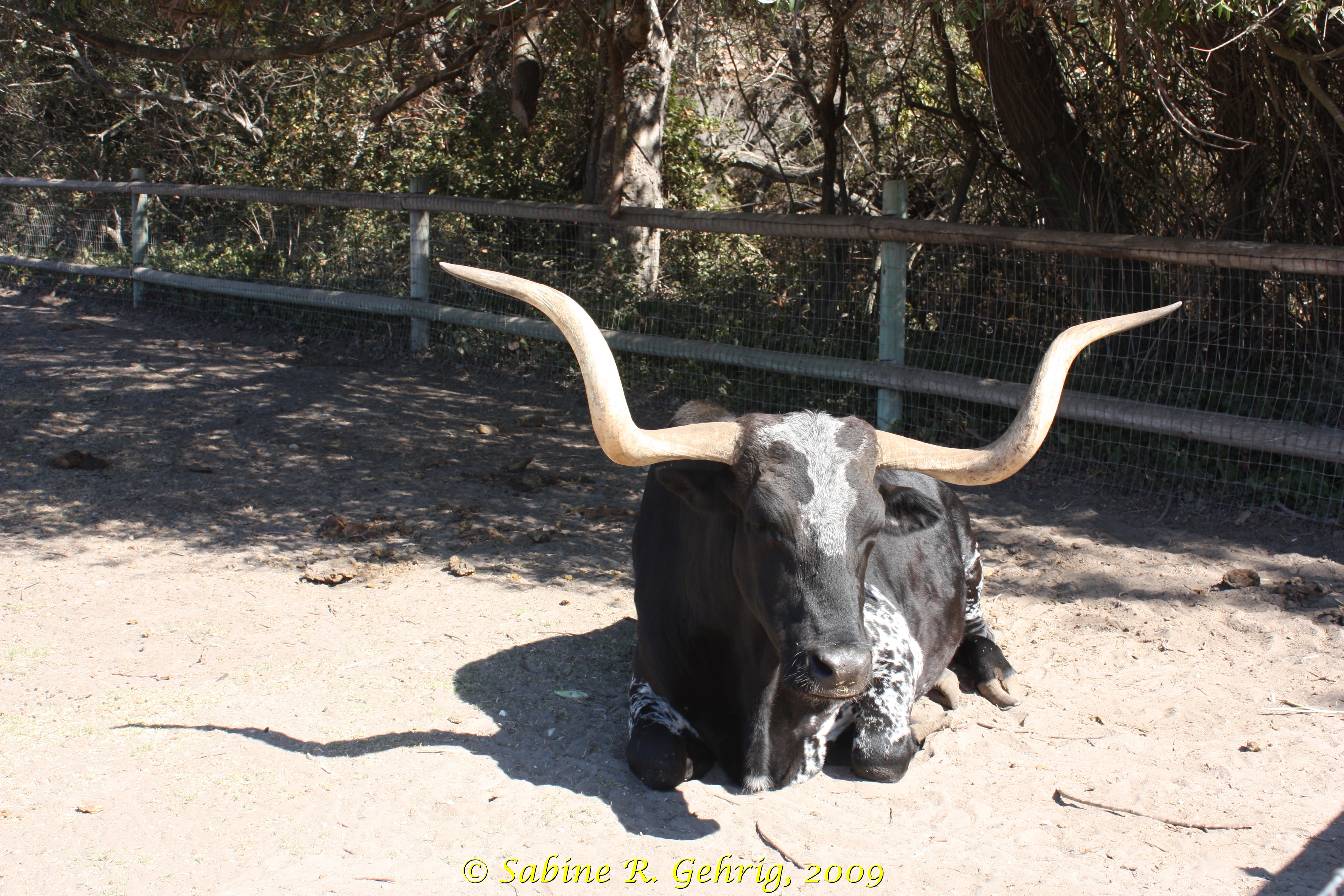IMG_5262 - La Purisma Mission SHP - Longhorn Rind