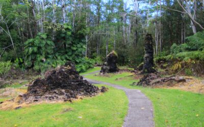 Bäume aus Lava im Lava Tree State Monument (Hawai’i Island)